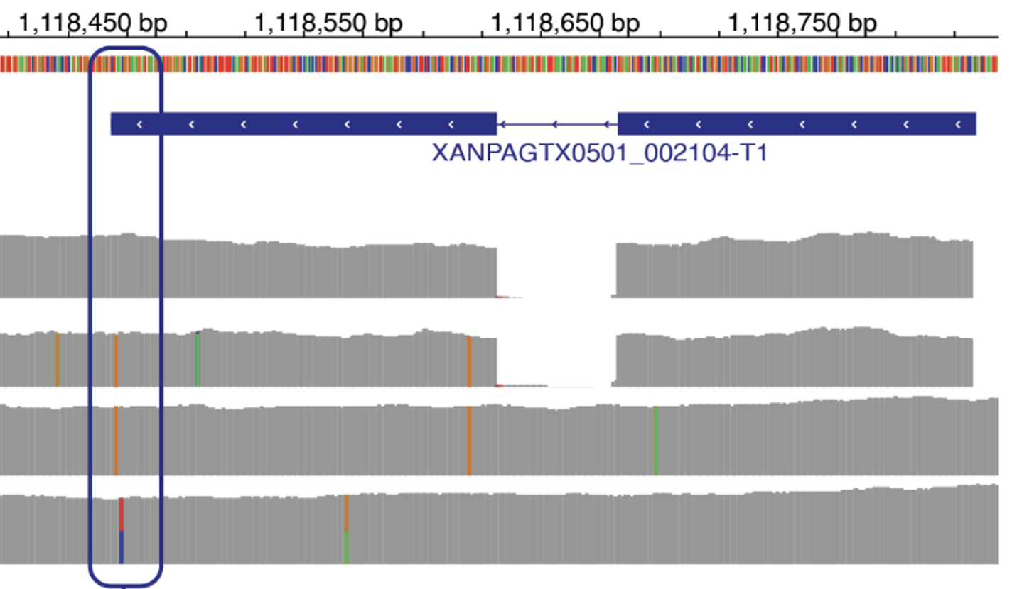 Genetic structure of a lichen body
