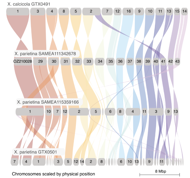 Genomics of lichen symbionts