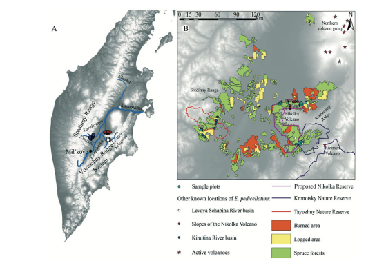 Distribution and assessment of the conservation status of i Erioderma pedicellatum i in Asia