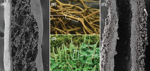 3D biofilms: in search of the polysaccharides holding together lichen symbioses