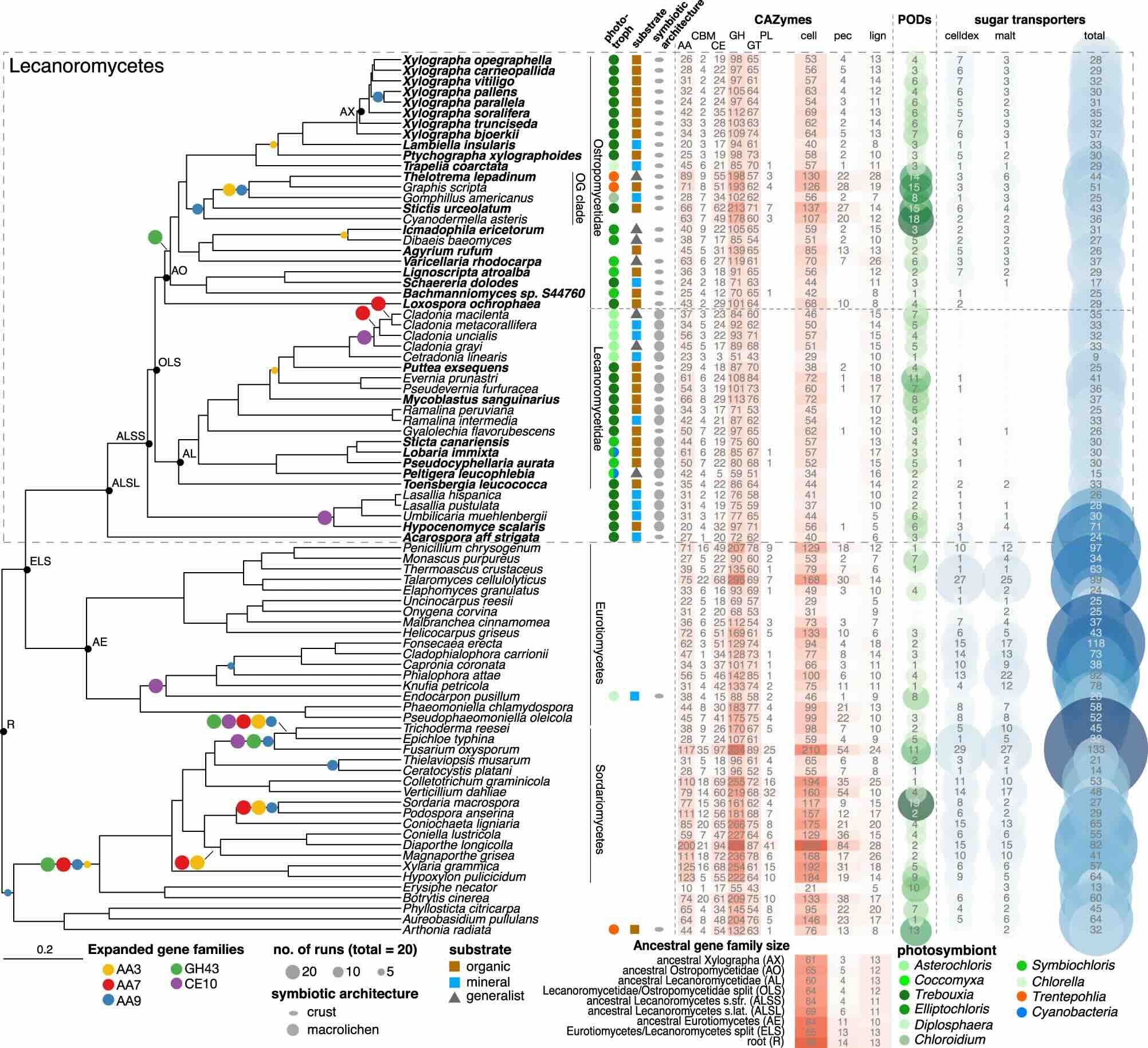 Large differences in carbohydrate degradation and transport potential among lichen fungal symbionts