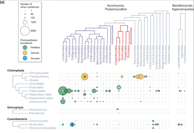 Evolutionary biology of lichen symbioses