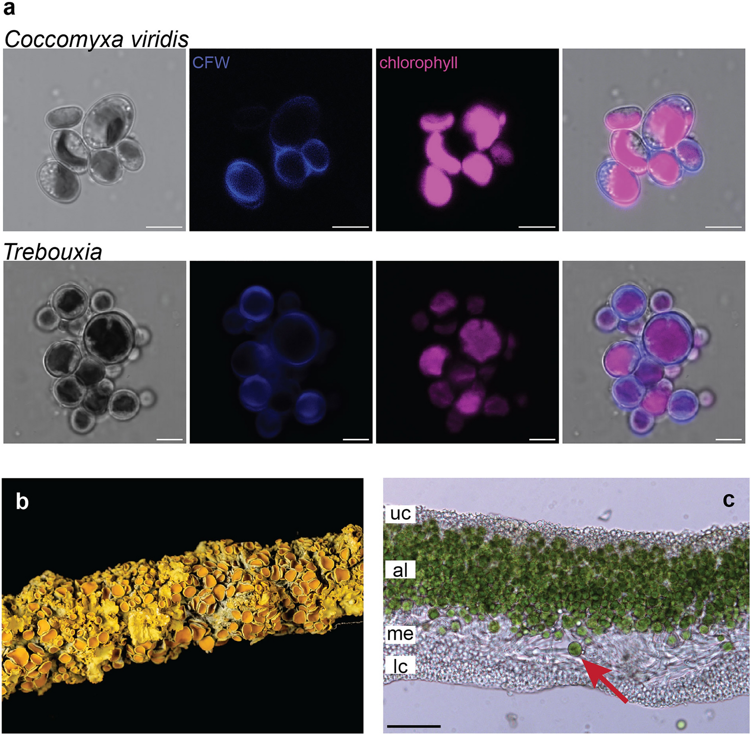 Genomic analysis of Coccomyxa viridis, a common low-abundance alga associated with lichen symbioses