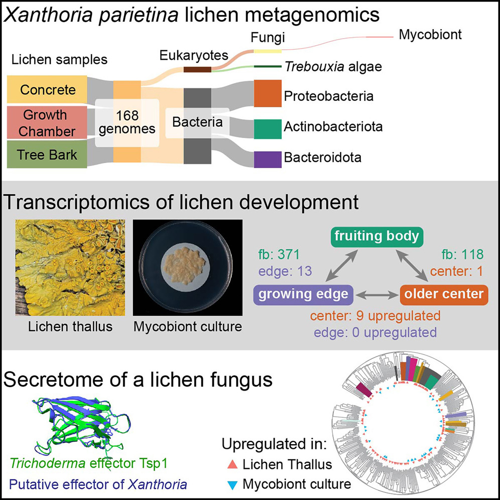 Complexity of the lichen symbiosis revealed by metagenome and transcriptome analysis of Xanthoria parietina