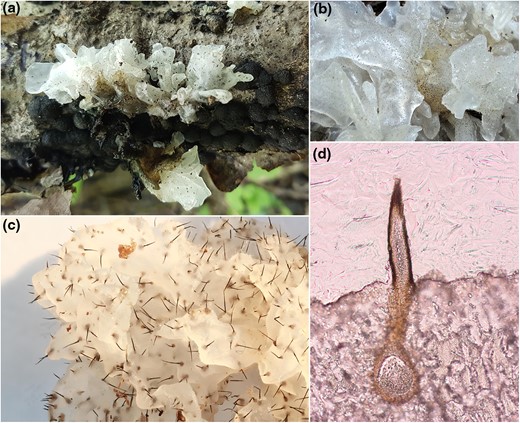 Massive Gene Loss in the Fungus i Sporothrix epigloea i Accompanied a Shift to Life in a Glucuronoxylomannan-based Gel Matrix