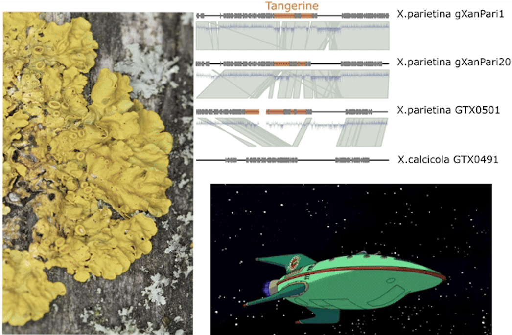 i Tangerine i : a i Starship i -like element in the genomes of i Xanthoria i lichen-forming fungi