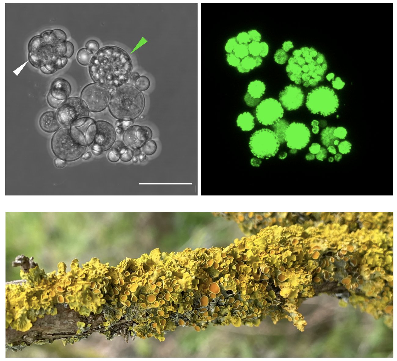 Chromosome level genome assembly of the photobiont microalga i Trebouxia i sp. scp A48 scp from the lichen i Xanthoria parietina i