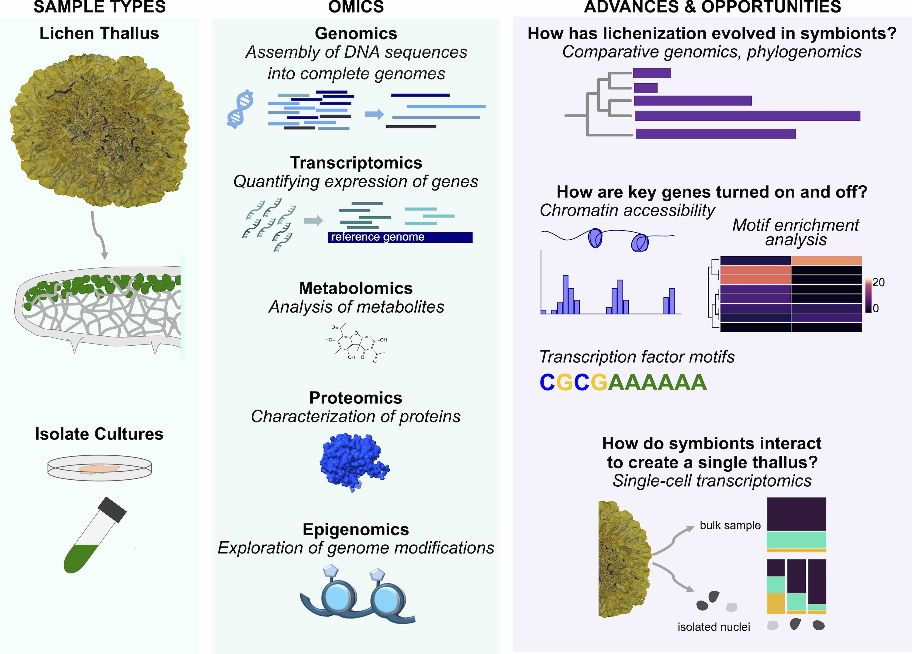 Our review on lichen research and omics