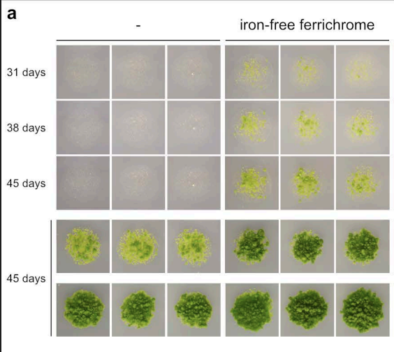 Lichen siderophore paper is out