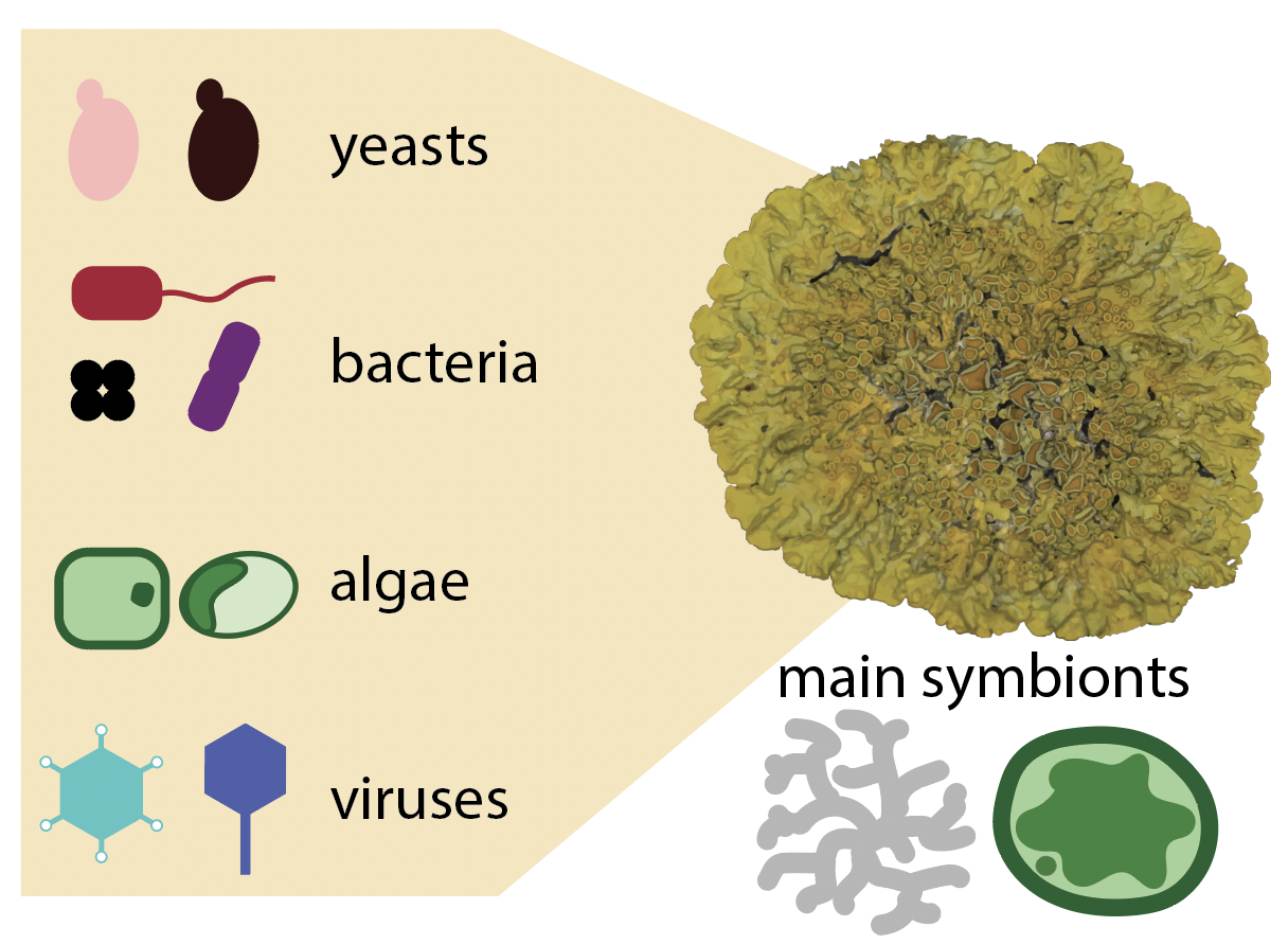 Diversity and functions of lichen symbionts